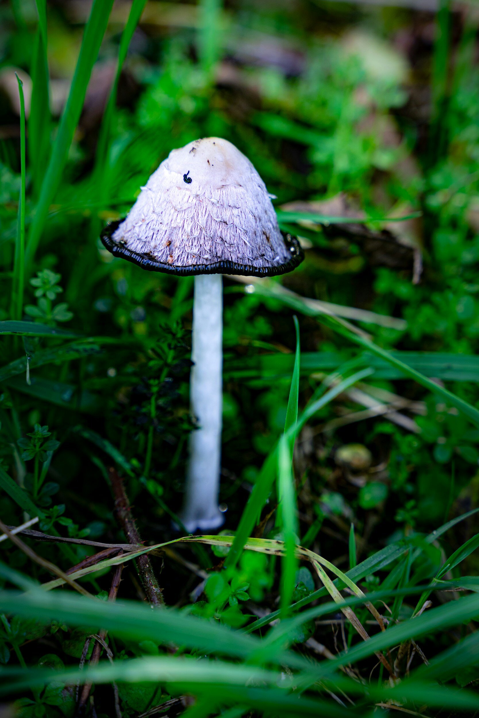 Kranus Health: Pilz im Wald