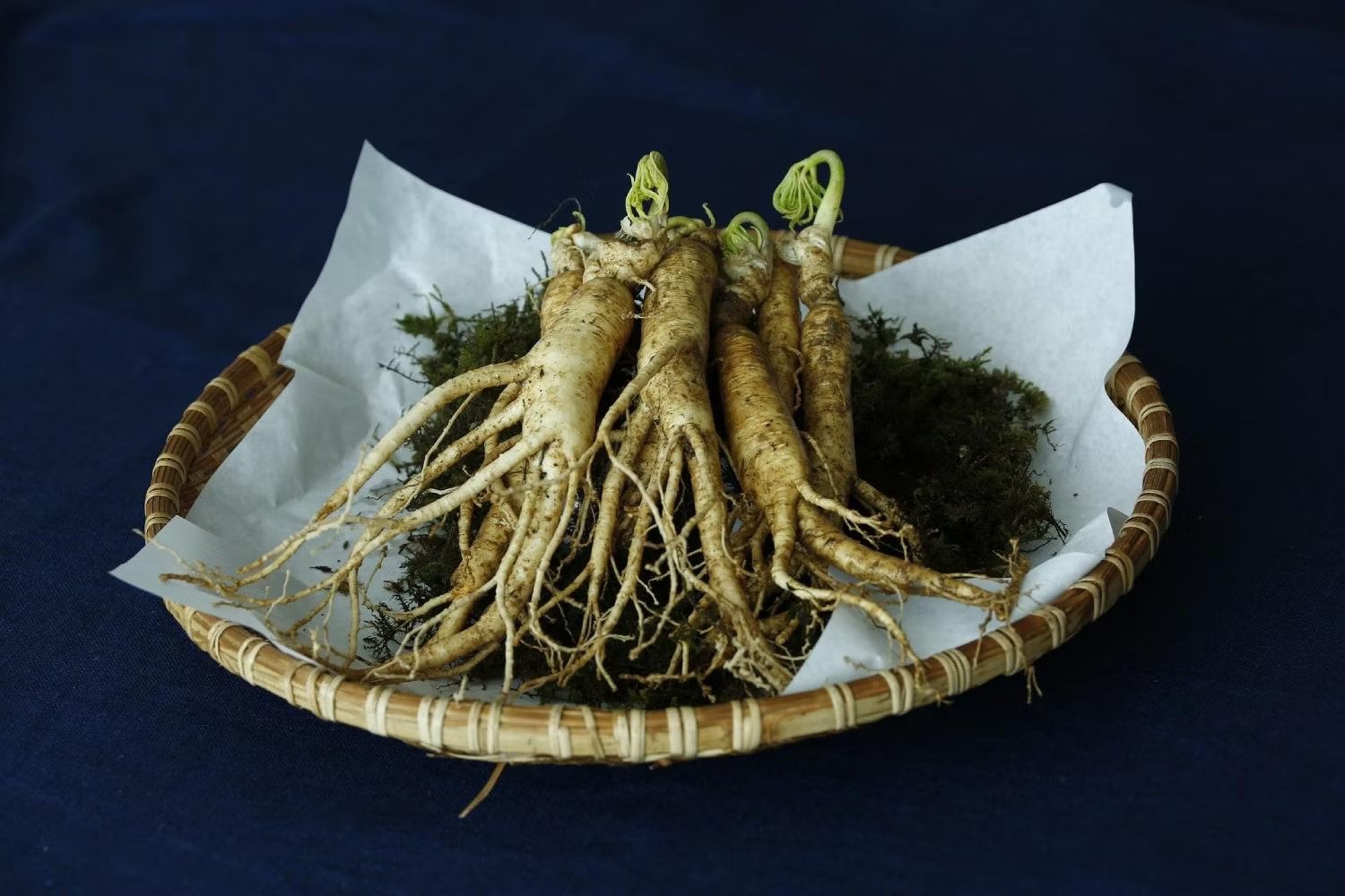 Kranus Edera Ginseng