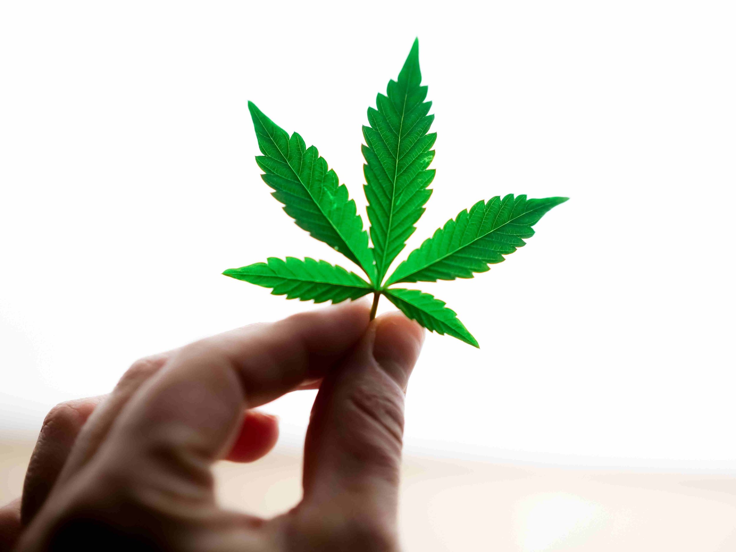 Kranus Edera Hand mit Cannabisblatt